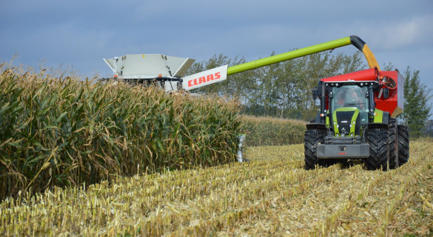 Oficjalny rekord zbioru kukurydzy na ziarno
