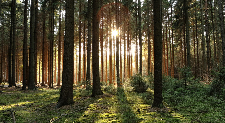 Fot. Shutterstock Wiatr rozdmuchał plany Lasów Państwowych