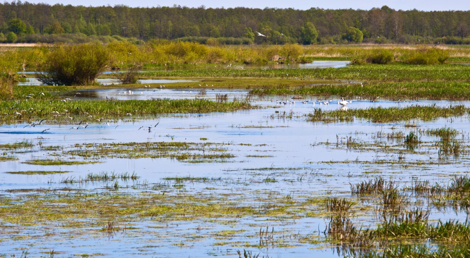 Fot. Shutterstock MŚ: Wiele siedlisk Natura 2000 zostało stworzonych przez człowieka