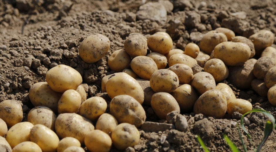 Fot. Shutterstock GUS: We wrześniu podrożały zboża, staniały ziemniaki