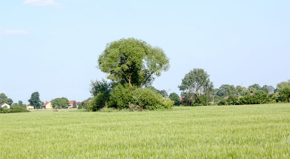 Fot. Shutterstock Siekiery poszły w las