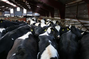 Irlandia zwiększa eksport bydła do Turcji