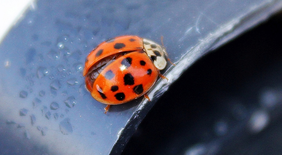 Harmonia axyridis to pochodzący z Azji gatunek biedronki, który media ochrzciły wojowniczym mianem - "ninja". Czasem nazywana jest też biedronką azjatycką lub arlekinem. Fot. A. Kobus To już ostatnie dni październikowych nalotów biedronek