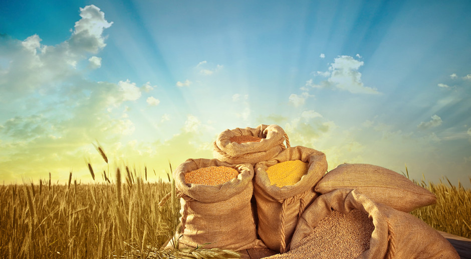 Fot. Shutterstock GUS: We wrześniu wzrost cen skupu produktów roślinnych