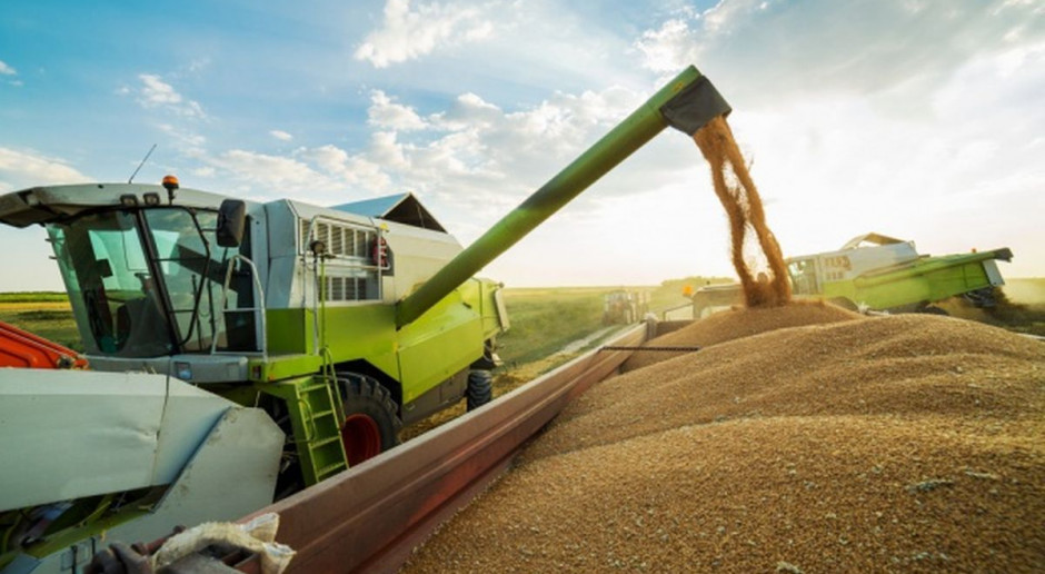 Ceny zbóż są stabilne, fot. Shutterstock W skupach zbóż stagnacja cenowa