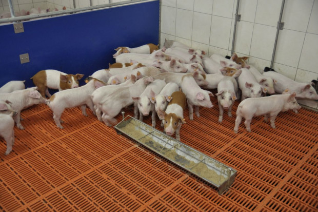 Fot. A.Królak Idą chłody – przypominamy optymalne temperatury w pomieszczeniach dla trzody