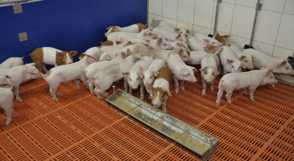Fot. A.Królak Idą chłody – przypominamy optymalne temperatury w pomieszczeniach dla trzody