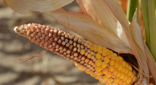 Uprawa kukurydzy w warunkach suszy z LG