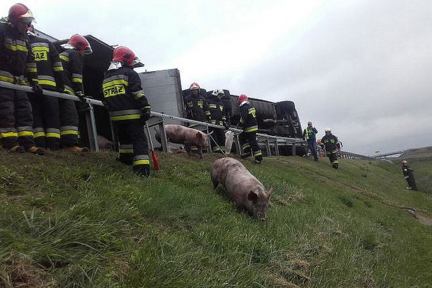 Wywróciła się ciężarówka przewożąca świnie