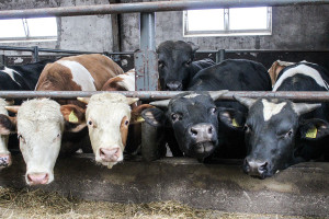 Systemy produkcji bydła mięsnego