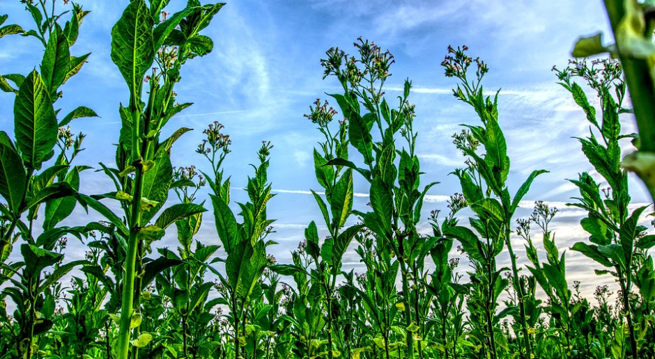 fot. Pixabay Uprawiający tytoń będą pod kontrolą
