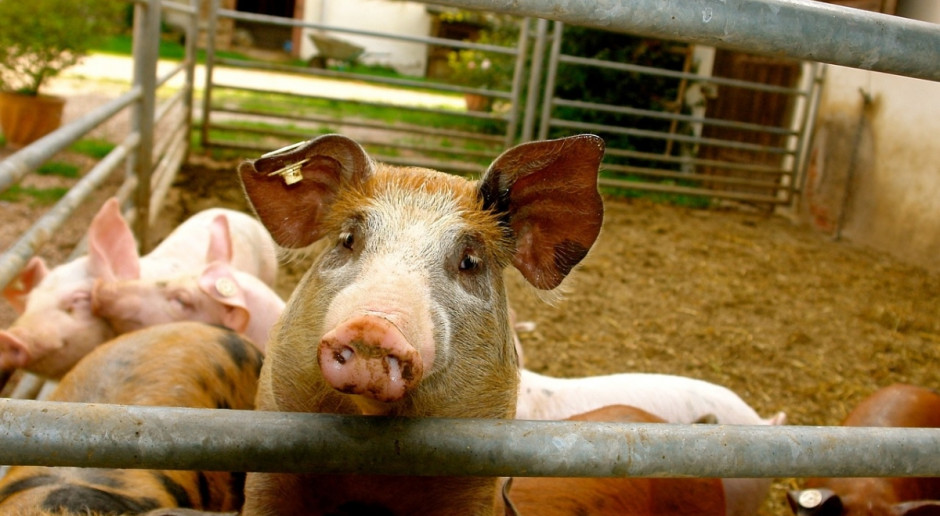 Według analityków FAO, pogłowie świń na Ukrainie spadnie w 2018 r. do najniższego poziomu od uzyskania niepodległości (Fot.pixabay.com) Ukraina: Spada pogłowie świń