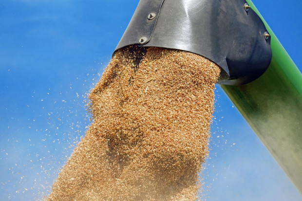 IGC: Wyższa prognoza światowej produkcji zbóż ogółem i kukurydzy