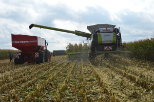 Oficjalny rekord zbioru kukurydzy na ziarno w Polsce