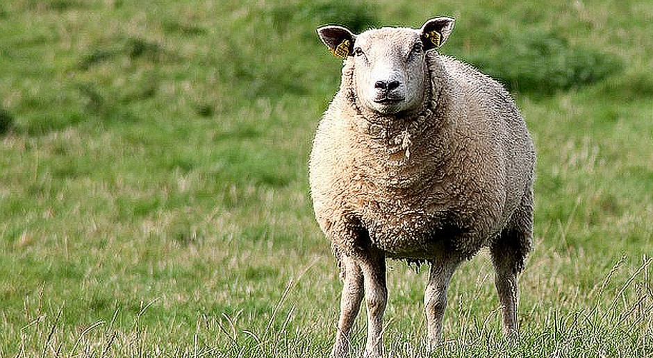 foto: pixabay Złodziej zatrzymany, ale gdzie owca?