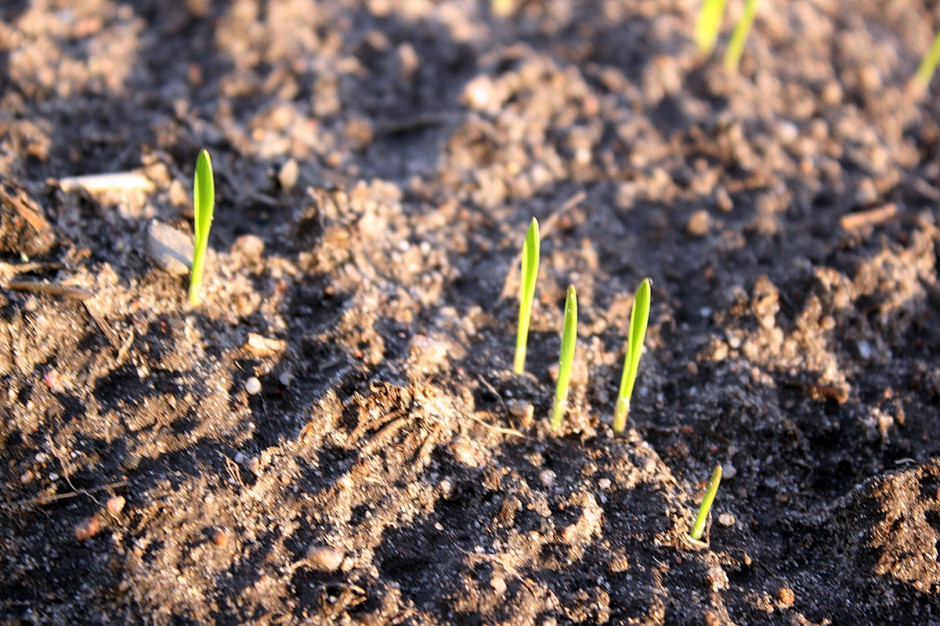 Według badań COBORU, pszenica ozima wysiana w listopadzie plonowała o 1-2 ton niżej niż pszenica wysiana w terminie optymalnych; Fot. A. Kobus