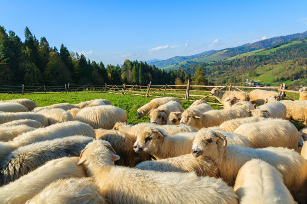 Związek Hodowców Owiec wycofał się ze sprzedaży jagniąt do Włoch