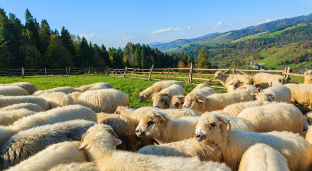 Śląskie: dzięki  programowi „Owca Plus” w dziesięć lat potrojono pogłowie owiec