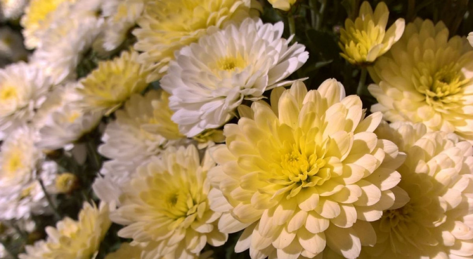 Fot. Shutterstock Bronisze: Najchętniej nabywane są chryzantemy i wianuszki z jodły