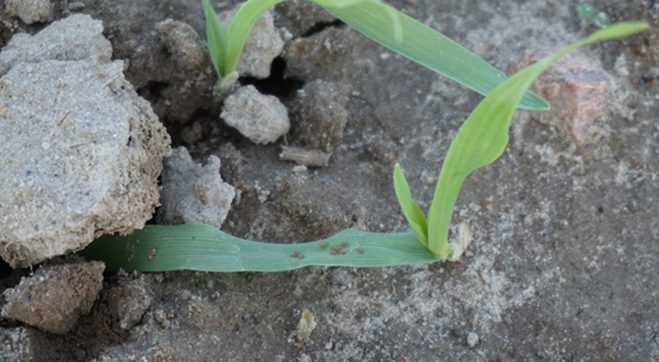 Obserwuje sie nalot mszyc na zbożach ozimych, fot. Syngenta Słabe zboża: problem z zimowaniem, rzepak – dobrze