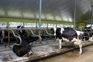 Innowacje w przygotowaniu i zadawaniu pasz dla bydła