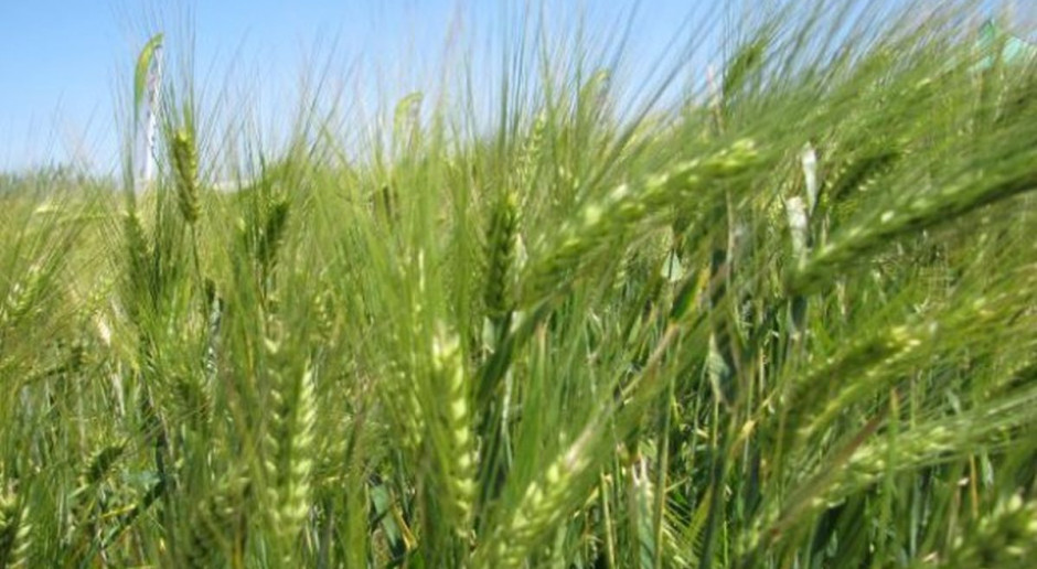 fot. M. Tyszka Yara i Viking Malt – na rzecz rozwoju upraw jęczmienia browarnego