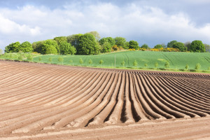 Brytyjskie rolnictwo na skraju upadku?
