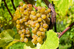 We Włoszech koniec winobrania, z powodu suszy wina będzie mniej