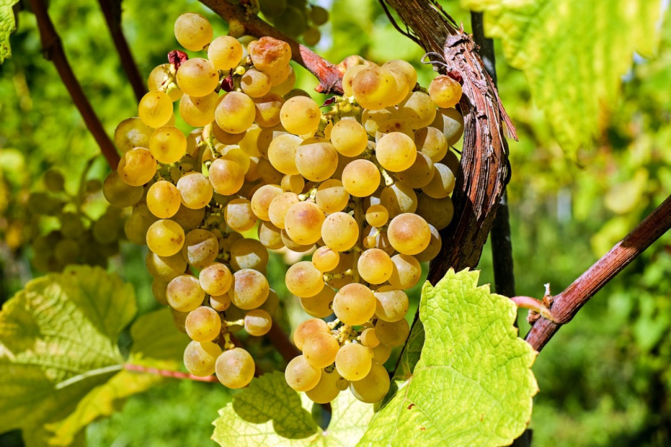 15 lipca to ważna data dla producentów i przedsiębiorców wyrabiających wino, fot. pixabay