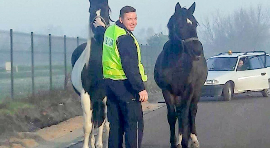 foto: Policja Konie blokowały ruch na drogach i torach
