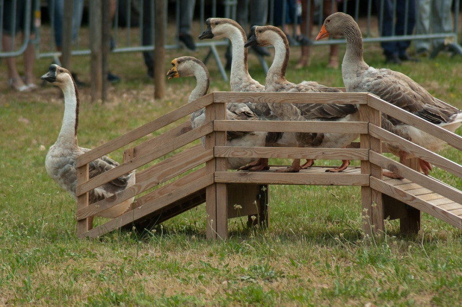 W Niemczech od pół roku nie było przypadków ptasiej grypy. Niemniej jednak hodowcy drobiu są wzywani do zachowania ostrożności (Fot.pixabay.com)