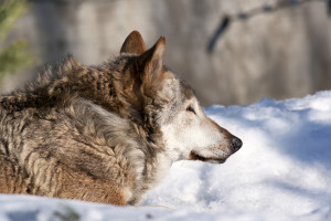 Prawomocne wyroki w zawieszeniu za zastrzelenie wilczycy i jej oskórowanie