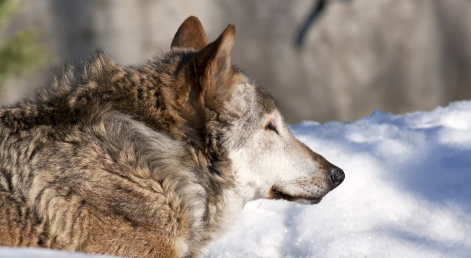 Prawomocne wyroki w zawieszeniu za zastrzelenie wilczycy i jej oskórowanie