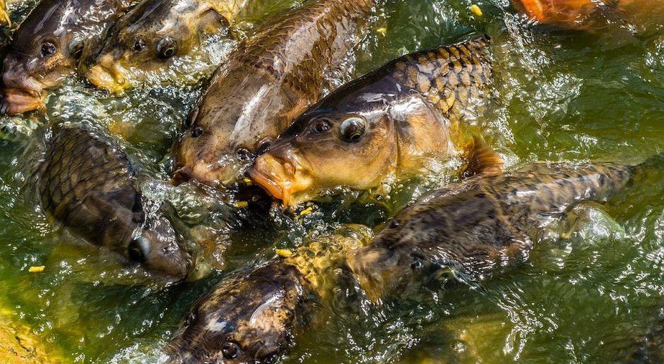 foto: pixabay W gospodarstwach rybackich trwają odłowy karpia