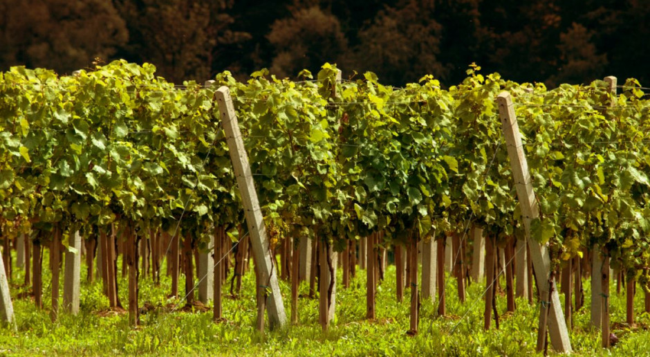Francuskie uprawy winorośli zniszczone przez mrozy