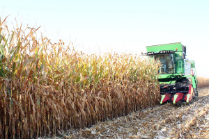 Opóźnione zbiory kukurydzy – robi się naprawdę nerwowo