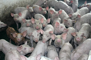 Gdzie podziało się ponad półtora tysiąca świń? 