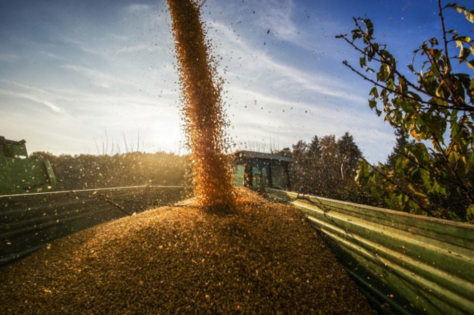 Rosyjskie ministerstwo rolnictwa przygotowuje się do interwencji na rynku zbóż (Fot. Shutterstock)
