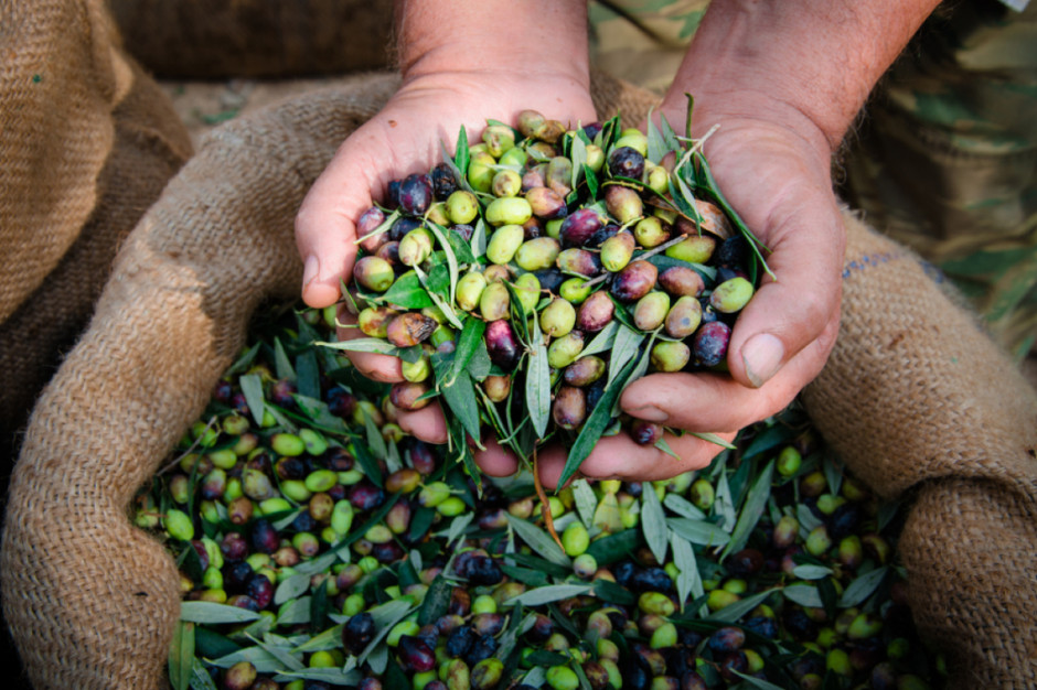 Ceny oliwek i oliwy poszybują w górę, fot. shutterstock