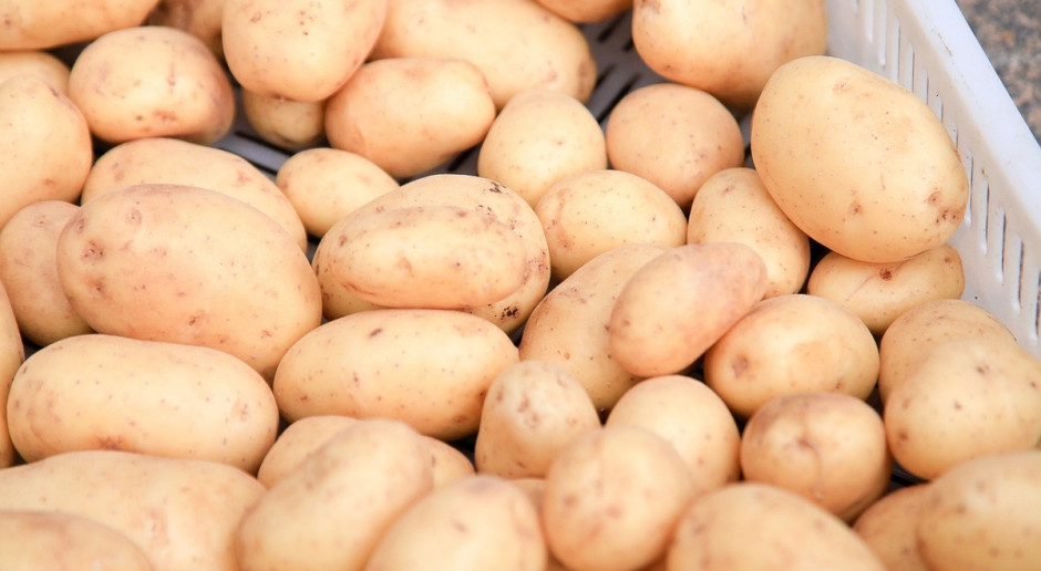 Prezes rosyjskiego krajowego stowarzyszenia producentów warzyw oczekuje, że produkcja ziemniaków w Rosji spadnie o 10 proc. w porównaniu z 2016 r.; Fot.pixabay.com Rosja: Wzrósł import ziemniaków