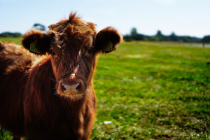 Zarzecki: Zakaz uboju rytualnego to kij w szprychy polskiego sektora wołowiny