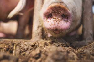 Wietnam: Ponad 1,5 miliona świń ubitych z powodu ASF