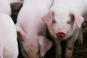 UE: Stabilizują się ceny świń rzeźnych 