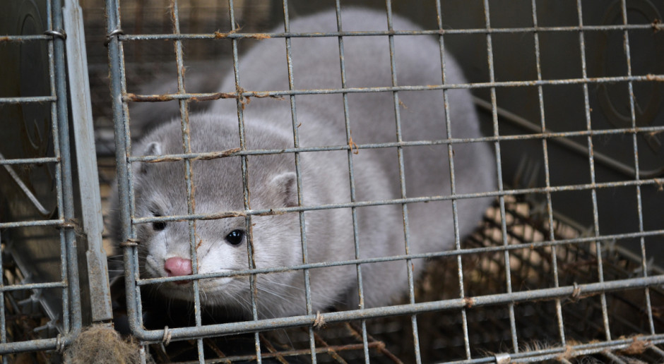 Fot. Shutterstock Fiołka: Zakaz hodowli zwierząt futerkowych to duży krok naprzód