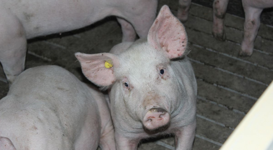 Fot.BW Niemcy: Ceny świń wciąż stabilne