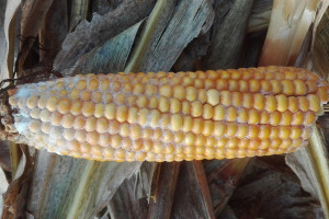 Późny zbiór kukurydzy to duże straty ziarna