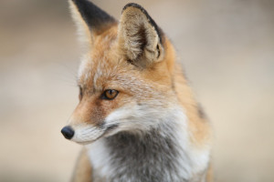 Na Podkarpaciu lisy zostaną ponownie zaszczepione przeciw wściekliźnie
