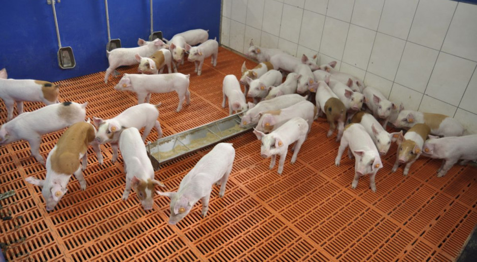 Fot. A.Królak Prestartery Trouw Nutrition gotowe na zakaz stosowania tlenku cynku