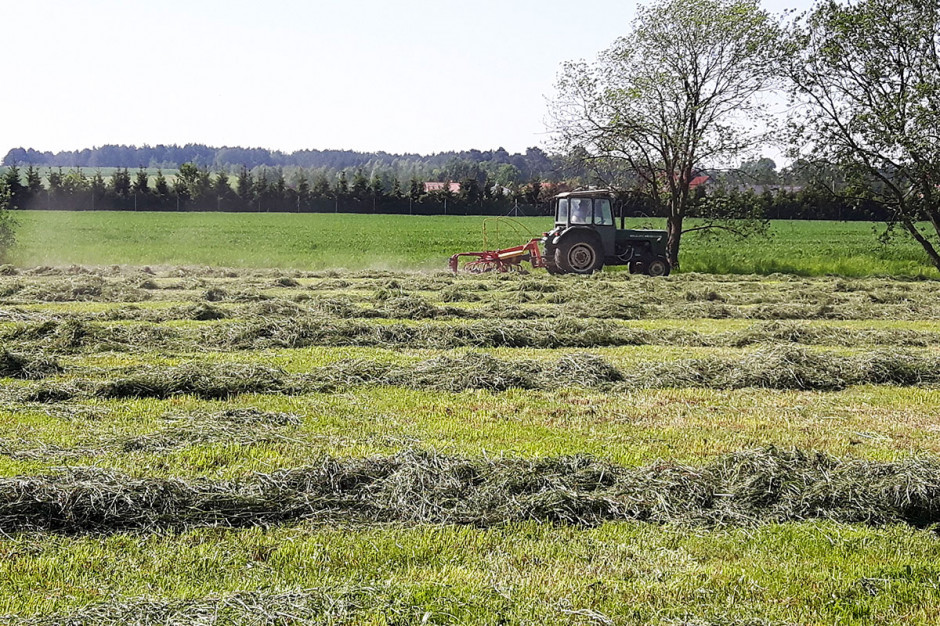 Zabieg odchwaszczania na łąkach i pastwiskach powinien być przeprowadzony na wiosnę, a przy dużym nasileniu chwastów na plantacji poprzedzony aplikacją preparatów wczesną jesienią 