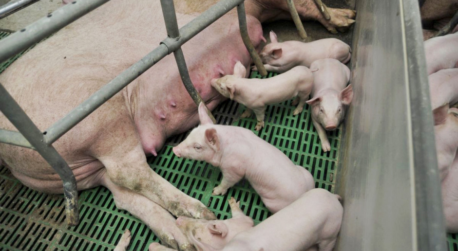 Fot. A.Królak Jak odbudować krajową produkcję prosiąt?